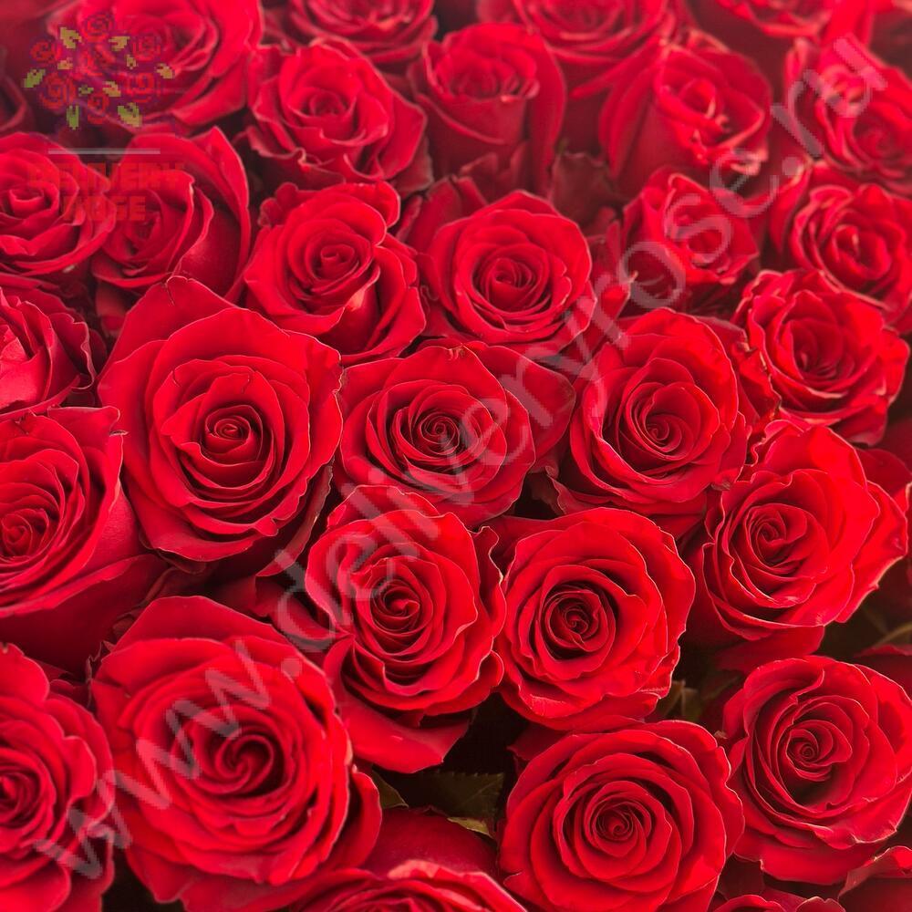 15 гигантских красных роз 180 см